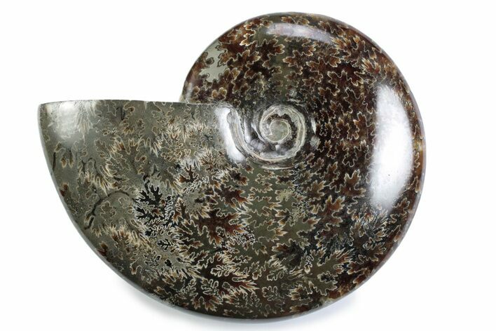 Polished Ammonite (Cleoniceras) Fossil - Madagascar #365028